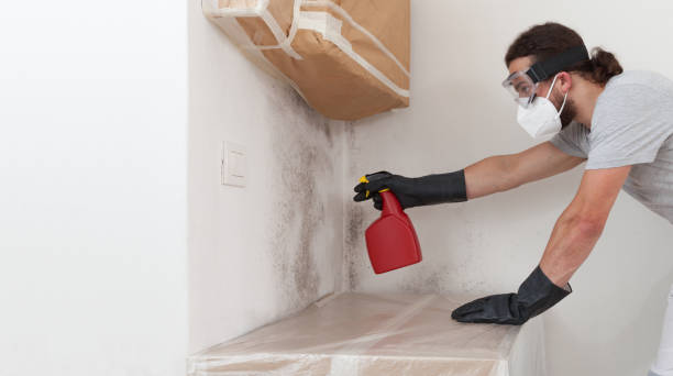 Professional Basement Mold Remediation technician working in Lakewood, IL