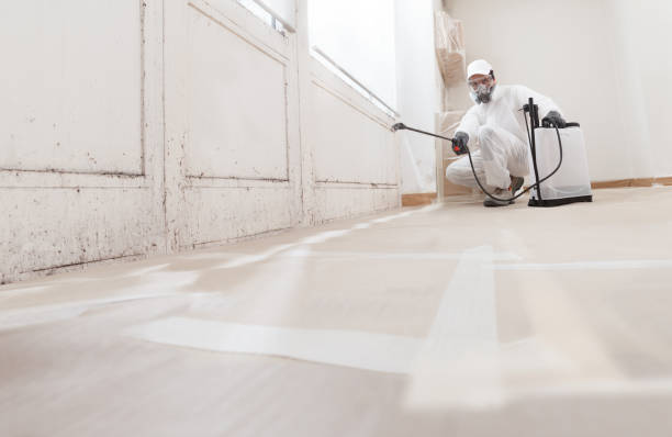 24/7 Emergency Basement Mold Remediation experts in Lakewood, IL