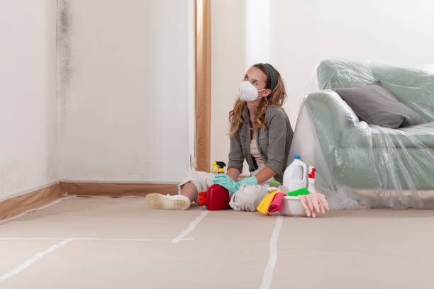 Reliable Basement Mold Remediation contractor in Lakewood, IL by Mold Remediation HQ